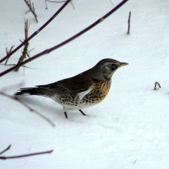 Turdus pilaris