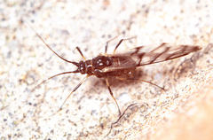 Aphididae
