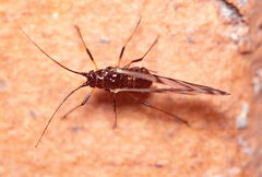 Aphididae