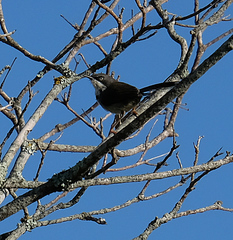 Apalis thoracica claudei