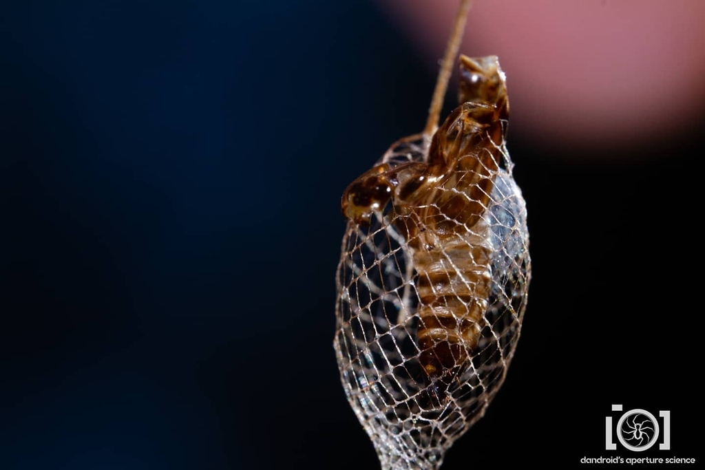 Bumelia Webworm Moth