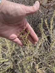 Baccharis pteronioides