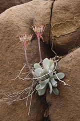 Cotyledon orbiculata oblonga