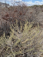 Baccharis pteronioides