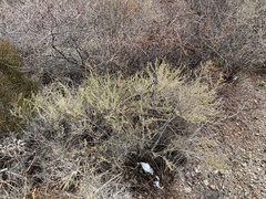 Baccharis pteronioides