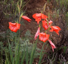 Gladiolus saundersii