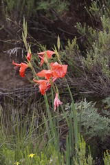 Gladiolus saundersii