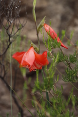 Gladiolus saundersii