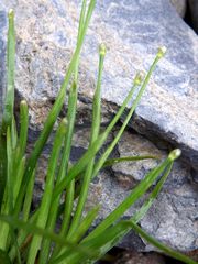 Eriocaulon chinorossicum