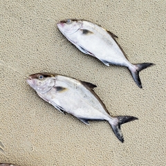 Seriola