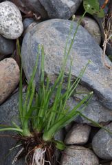 Eriocaulon chinorossicum