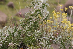Rubus ludwigii