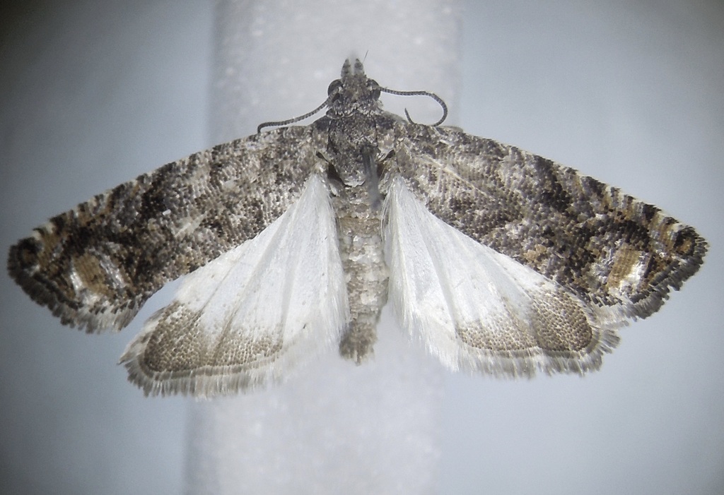 Gretchena semialba