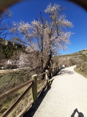 Prunus