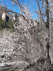 Prunus