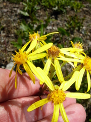 Senecio lugens