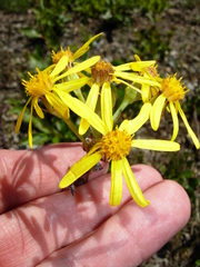 Senecio lugens