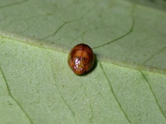 Hemisphaerius rufovarius