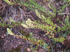 Polygonum undulatum