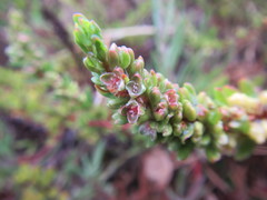 Polygonum undulatum