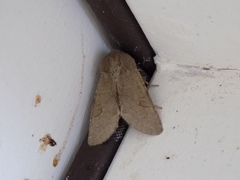 Orthosia annulimacula