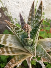 Gonialoe