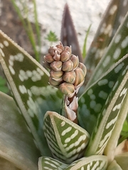 Gonialoe