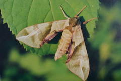 Callambulyx tatarinovii