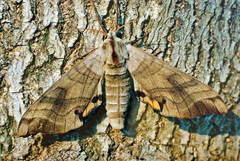 Marumba maackii