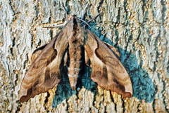 Phyllosphingia dissimilis