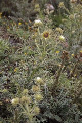 Berkheya cirsiifolia