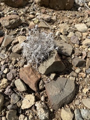 Dasyochloa pulchella