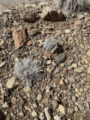 Dasyochloa pulchella