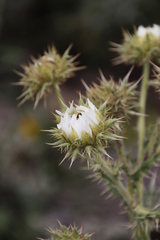 Berkheya cirsiifolia