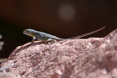 Petrosaurus thalassinus