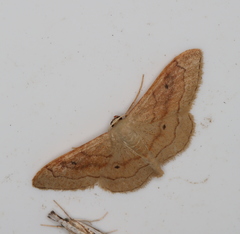 Idaea rubraria