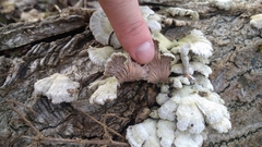 Schizophyllum commune