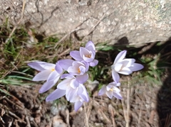 Crocus carpetanus