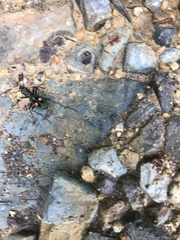 Pseudoxycheila bipustulata