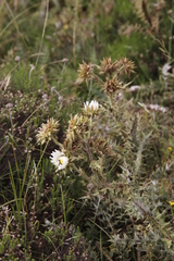 Berkheya cirsiifolia