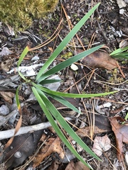 Iris verna smalliana