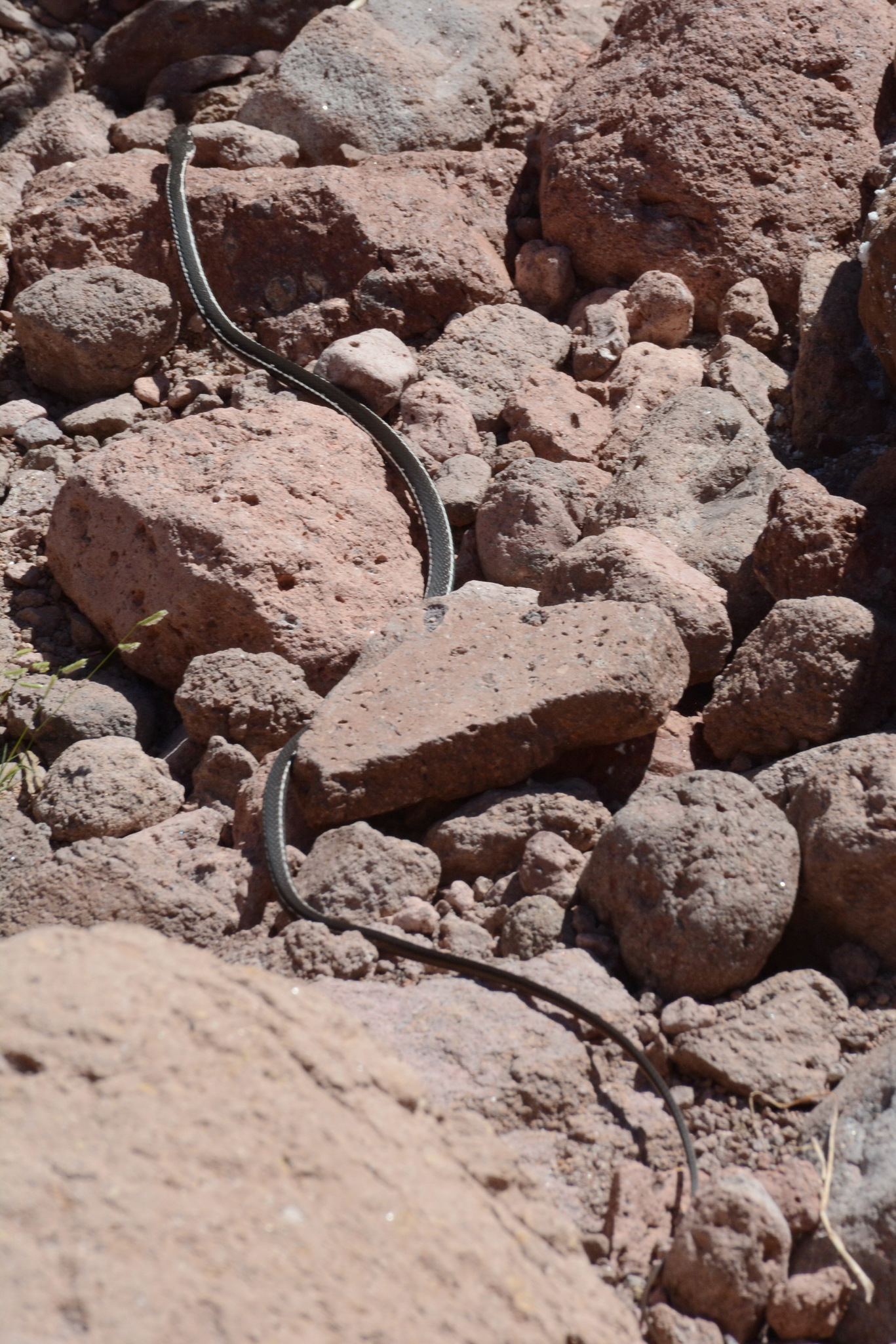 Baja California Striped Whip Snake photo 7