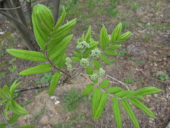 Sorbus aucuparia