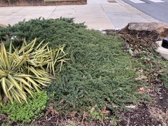Juniperus procumbens