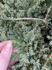 Juniperus procumbens