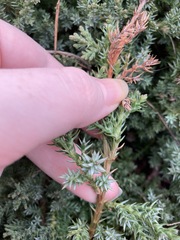 Juniperus procumbens