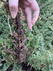 Juniperus procumbens