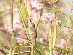 Prinia sylvatica