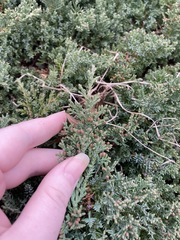 Juniperus procumbens