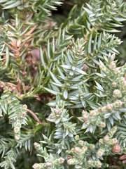 Juniperus procumbens